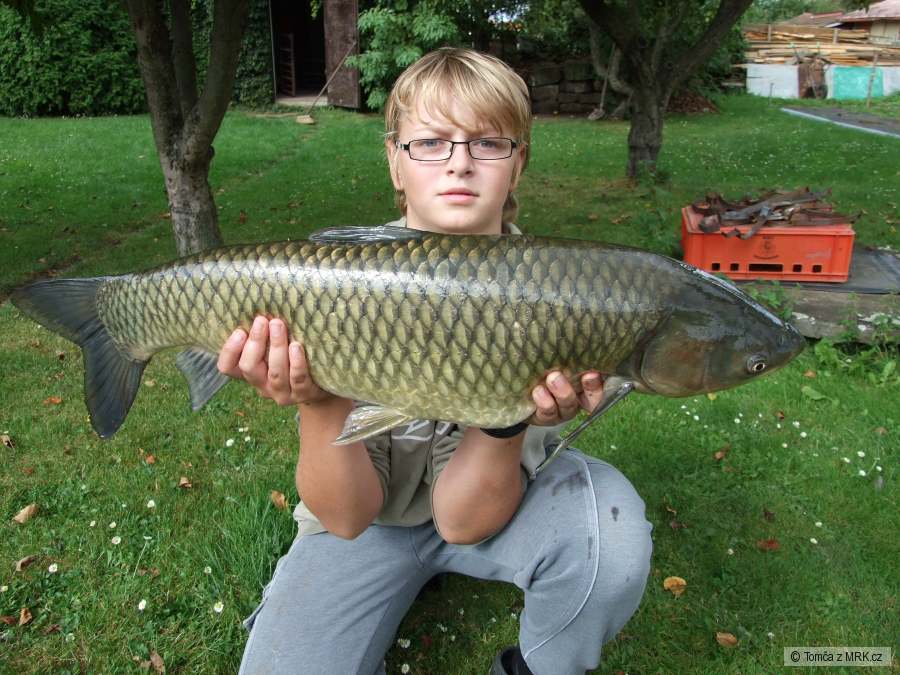 Amur 83