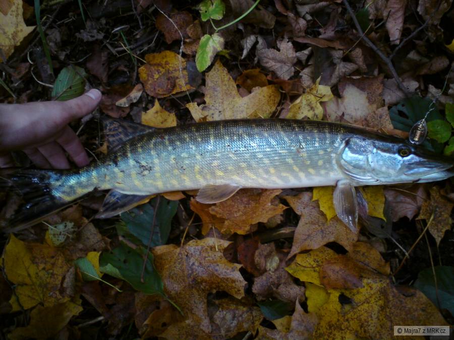 malá štička 55 cm - puštěná