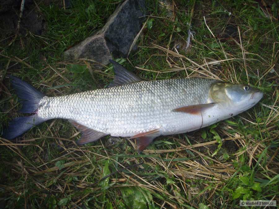 Bolen 58cm
