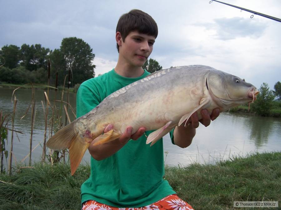 Mokřad
