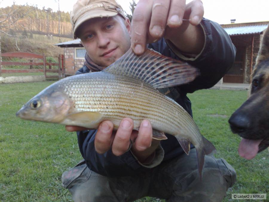 Lipan 49cm,orlice