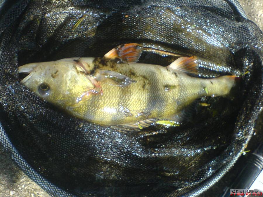 okounek