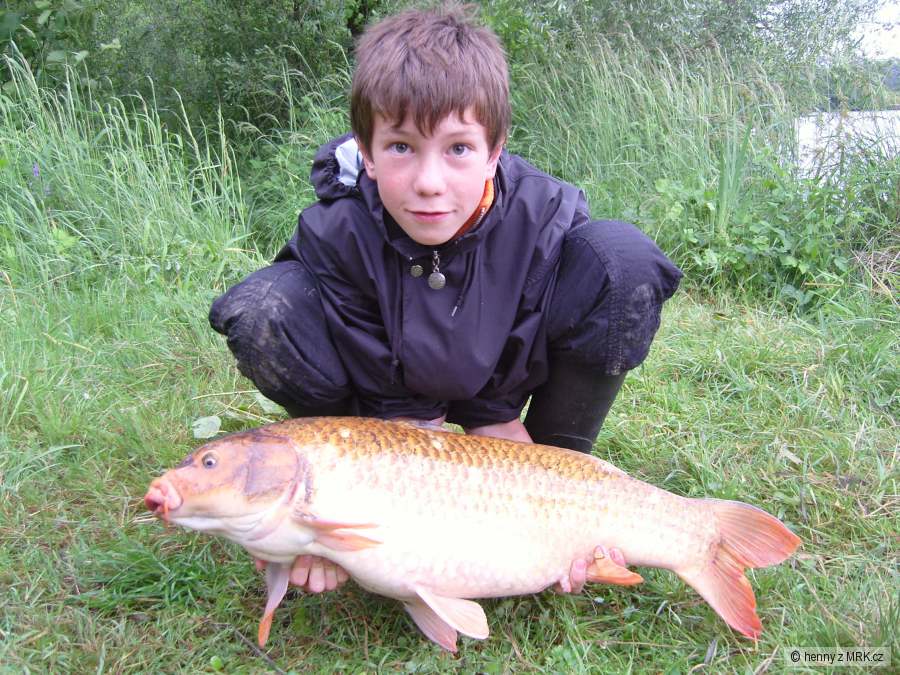 Koi kapr 82 cm 12 kg
