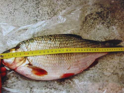 �ervenica  ( perlin )  41 cm