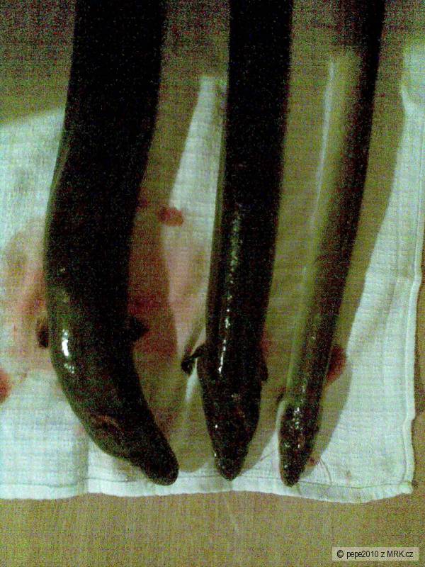 �ho� 65,73,82 cm