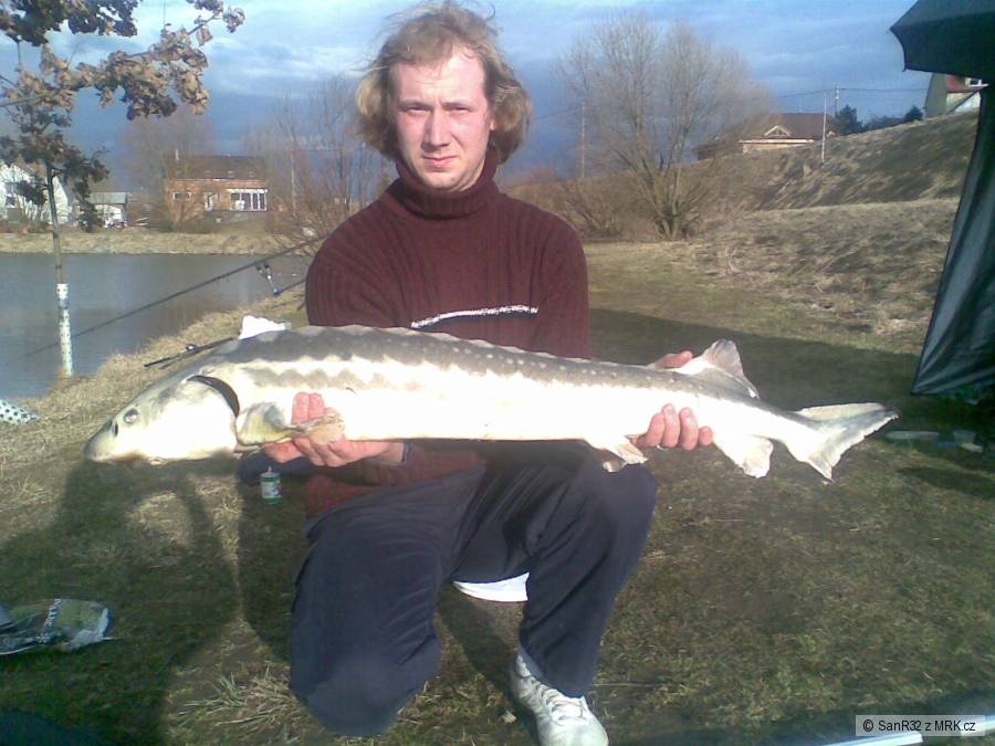Jeseter 110cm