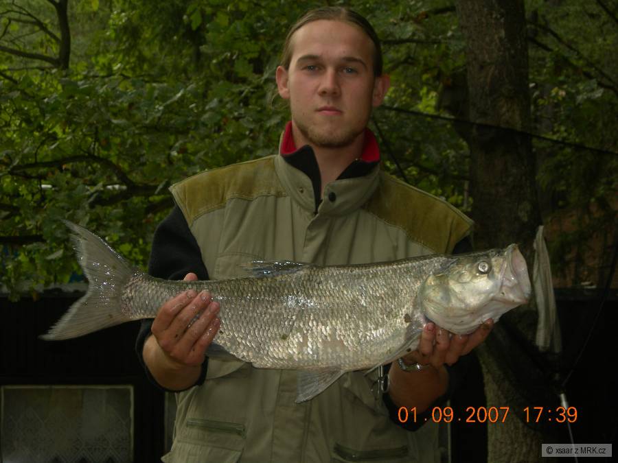 Bolen dravý 75cm 5,5kg