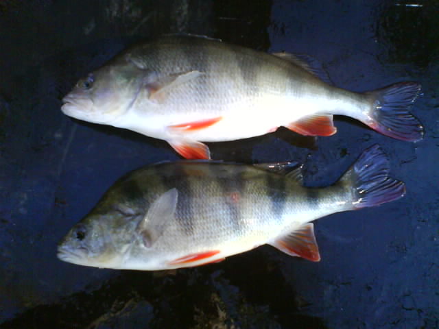 Okoun 31cm a 28 cm