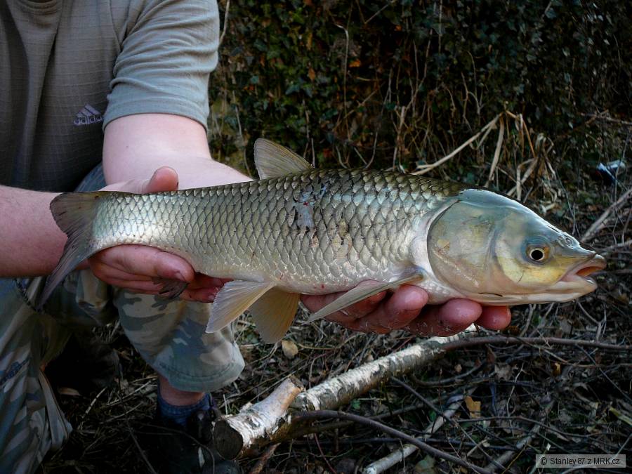 Amur 40 cm