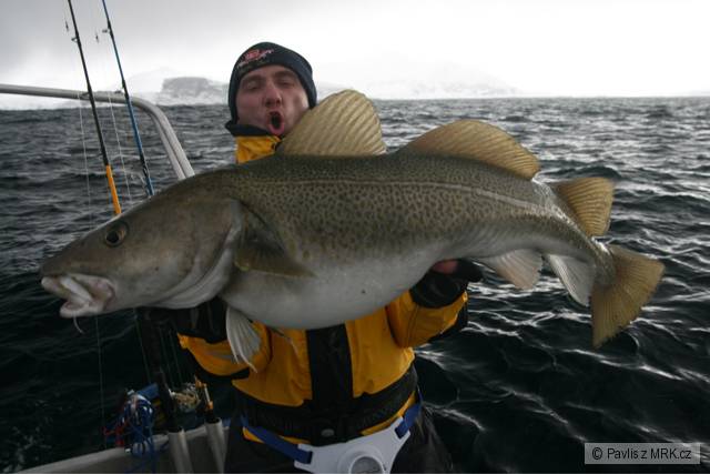 Treska obecná 15 kg