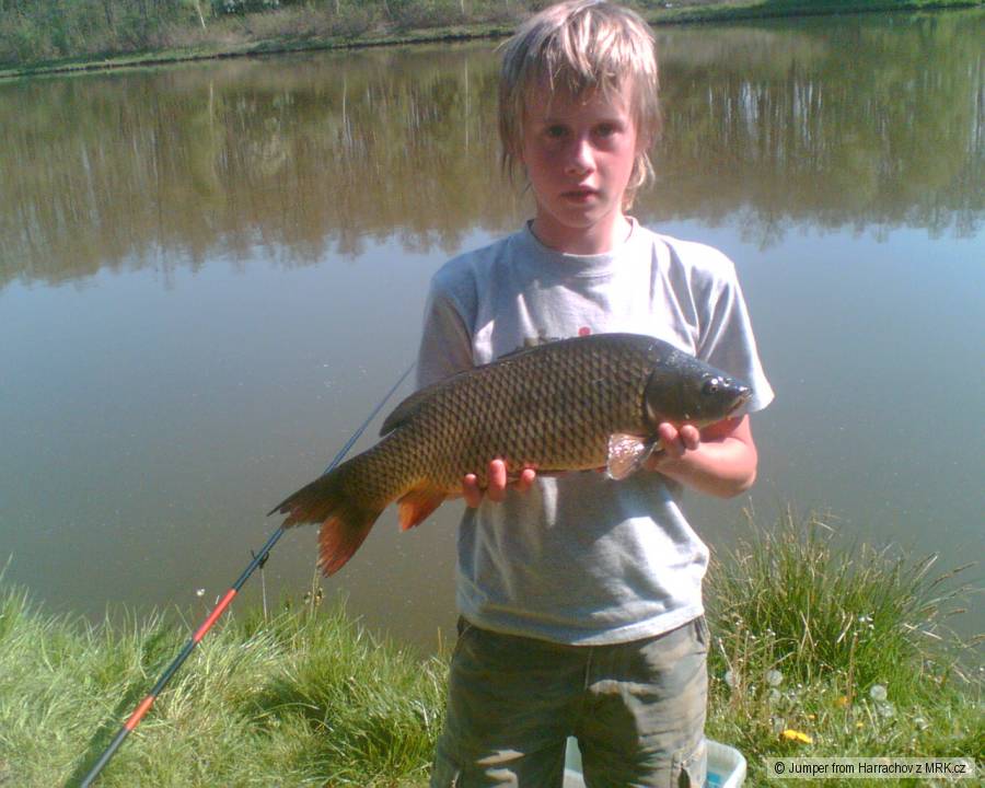 kapr cca. 60 cm