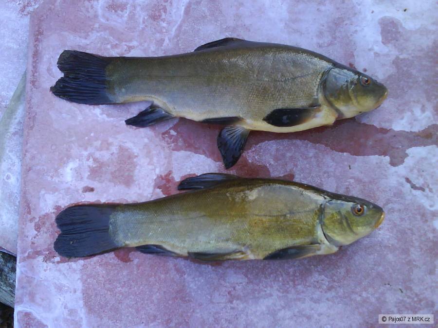 lin 25,27cm