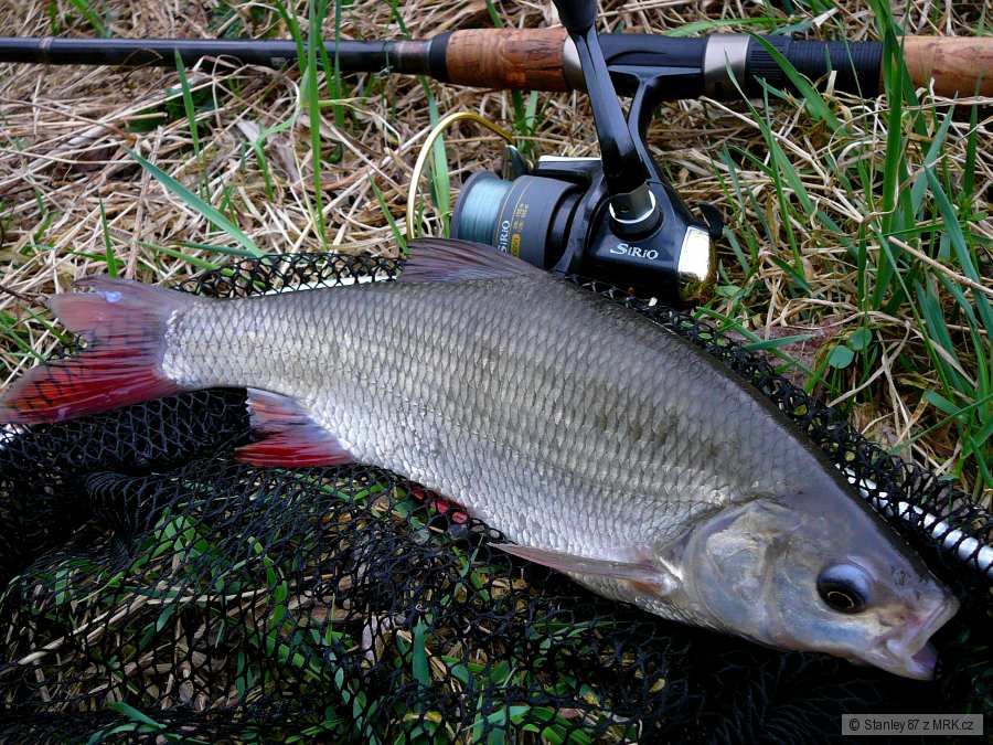 Jelec jesen 35 cm