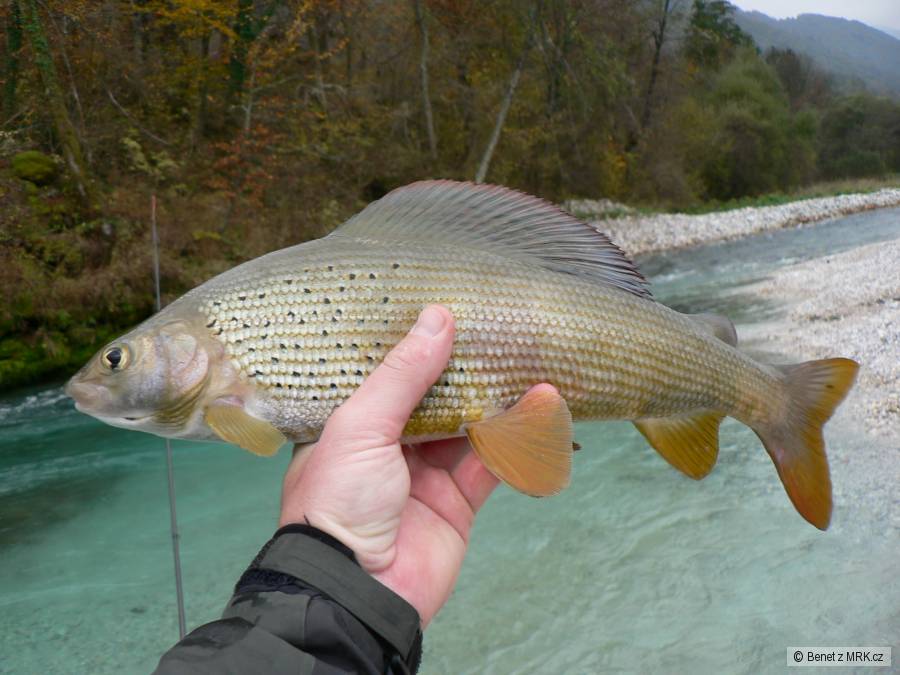 Sava