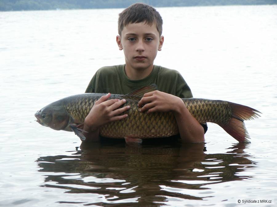 Amur Bíli -Lipno 421200