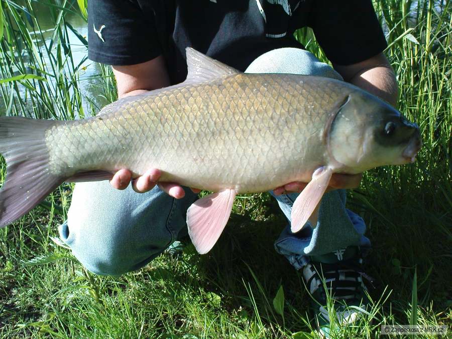 Kříženec