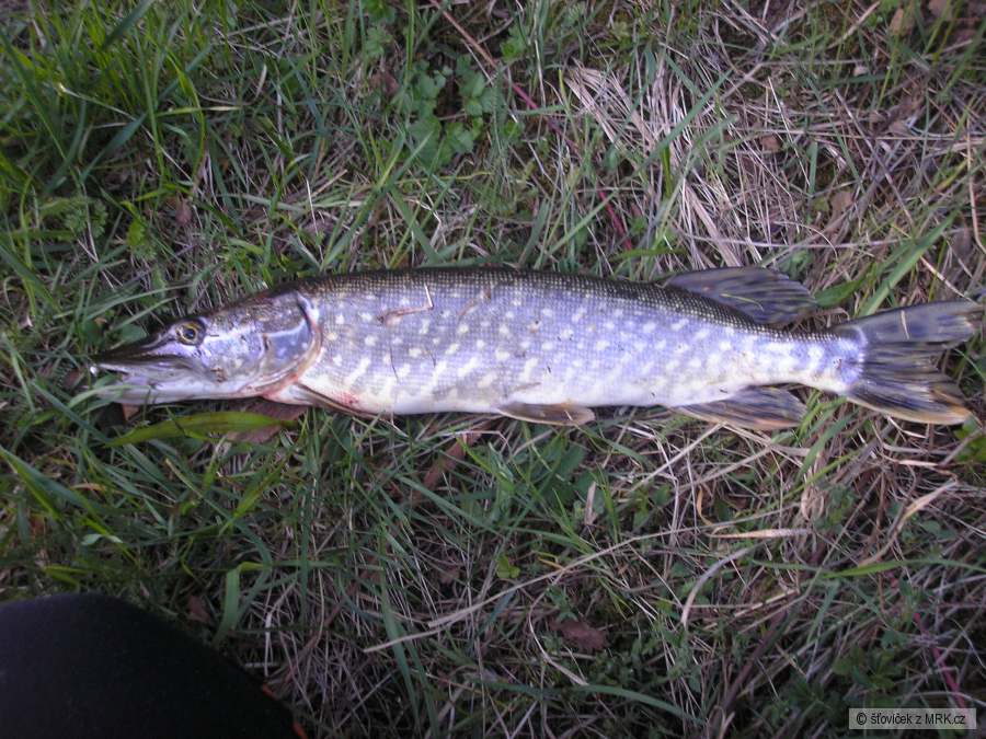 štika 50 cm
