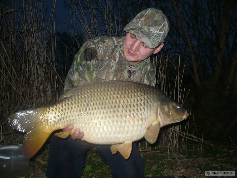 Kapr 13 kg