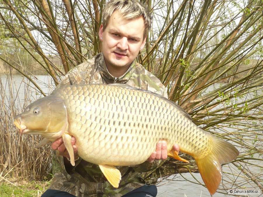 kapr 12,5 kg