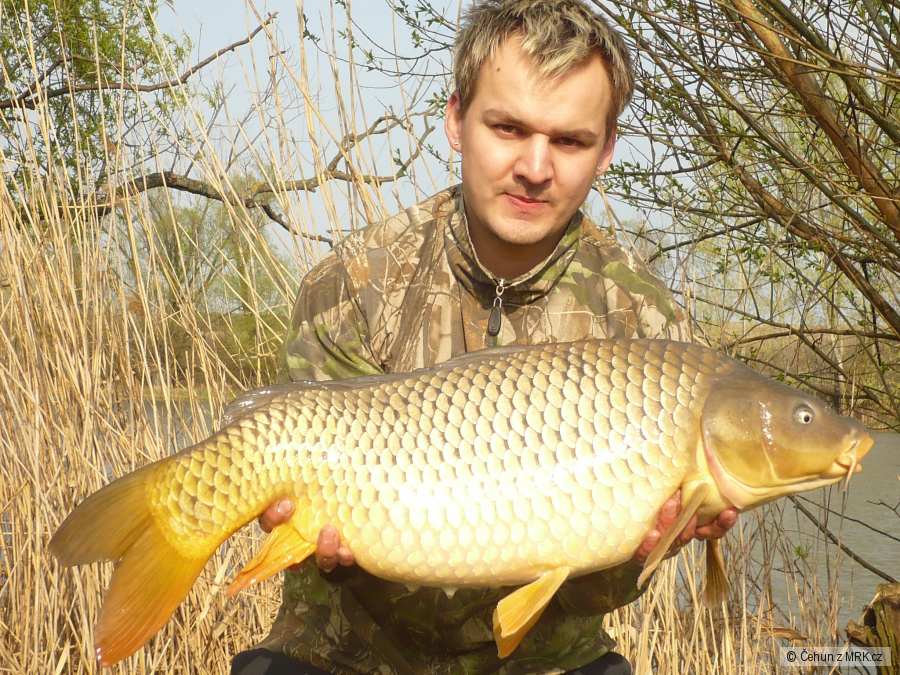 Kapr 10,5 kg