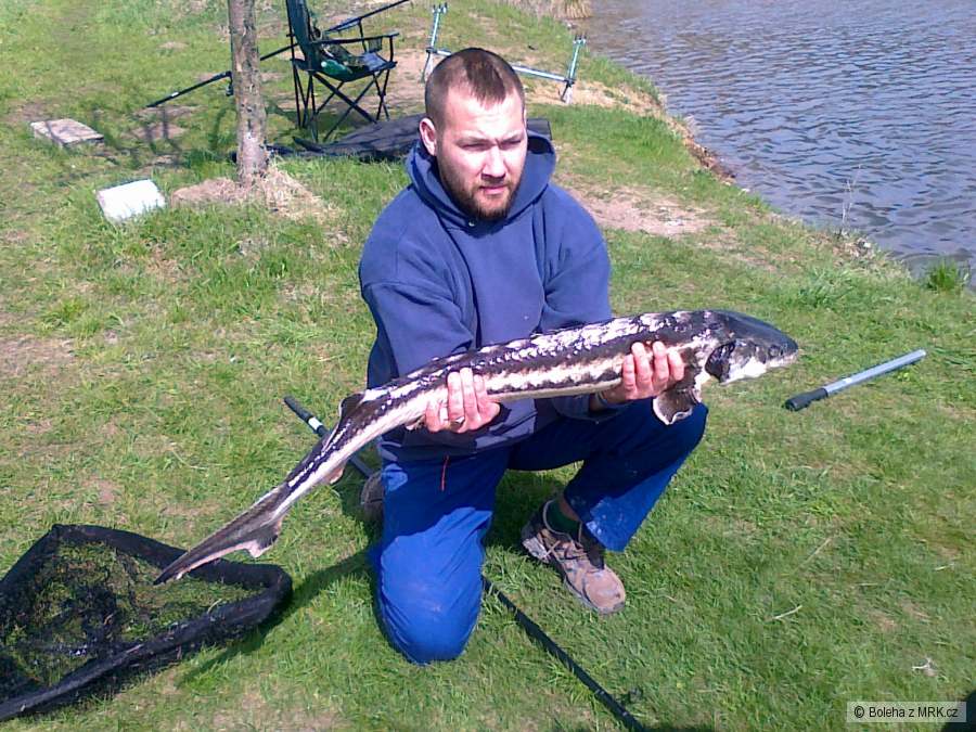 Jeseter sibiřský 110cm