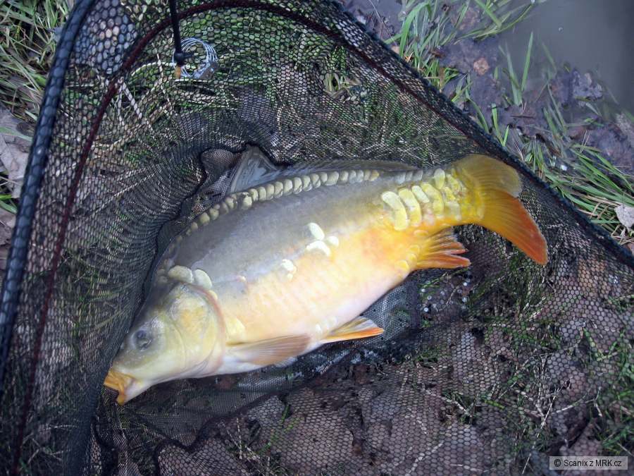 Úlovek kolegy, pěkný kapřík 52cm