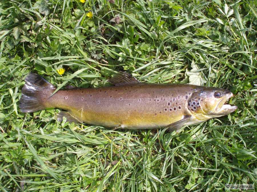 Potočák 54 cm