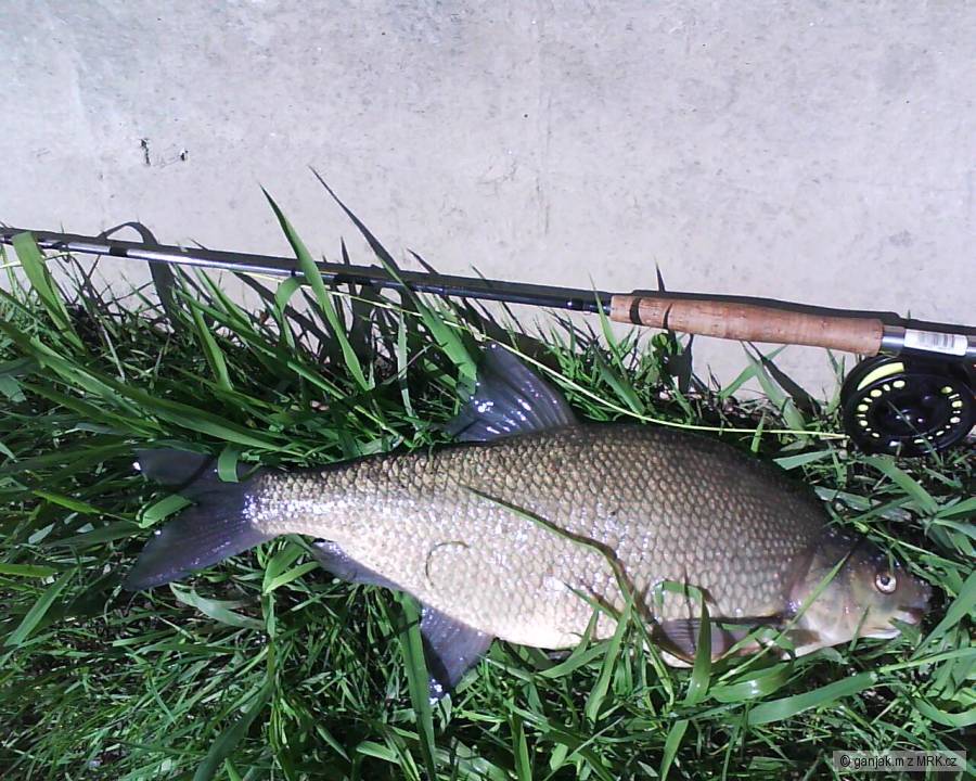 Cejn 61cm na mouchu
