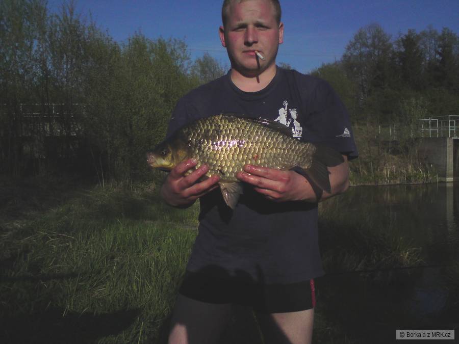 Karas stříbřitý