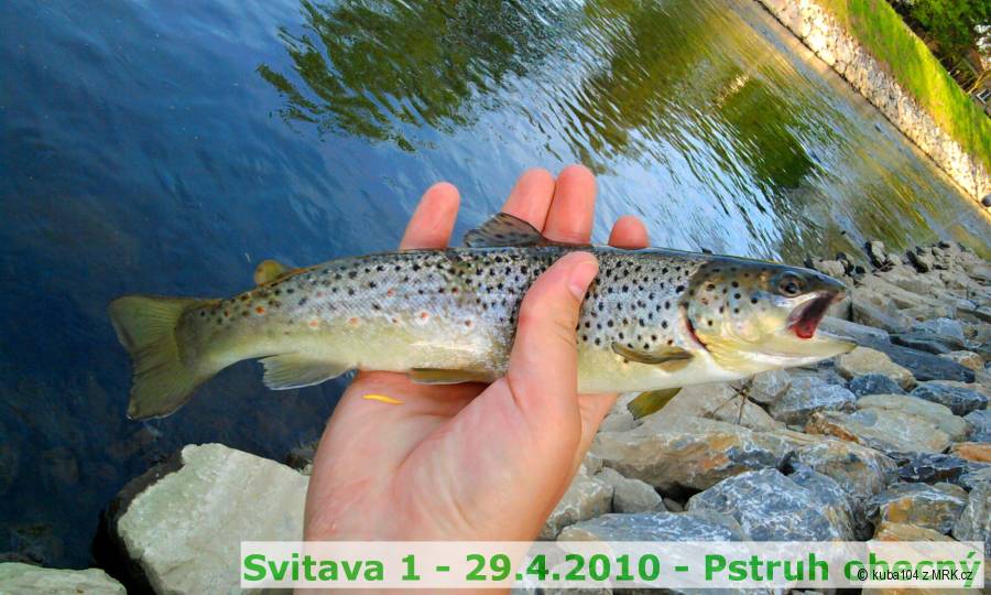 Pstruh obecný - 29.4.2010 - Svitava 1