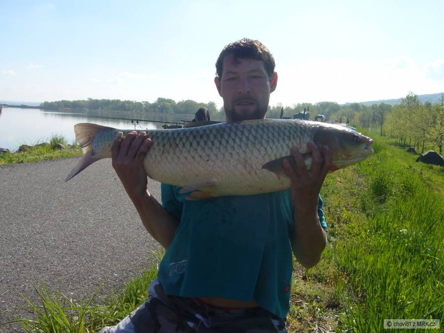 amur 90cm