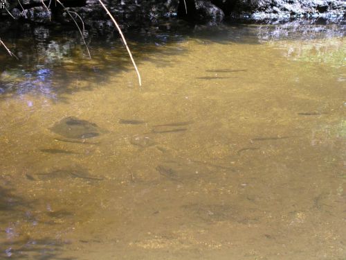 05.07.2004 - Lipno - Fr�dava