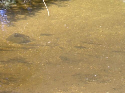 05.07.2004 - Lipno - Fr�dava