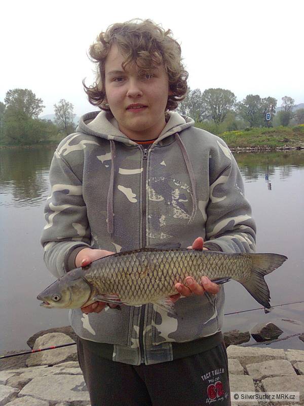 Amur z Labe, 50 cm