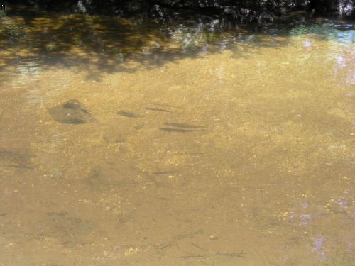 05.07.2004 - Lipno - Fr�dava