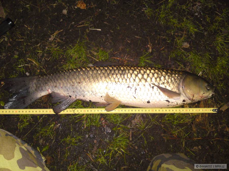 Amur bílý 65cm