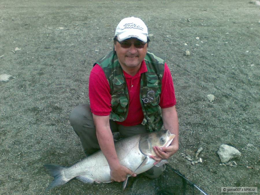 na Hostíku, za ploutev na feedrový prut, 91 cm, vrácen vodě
