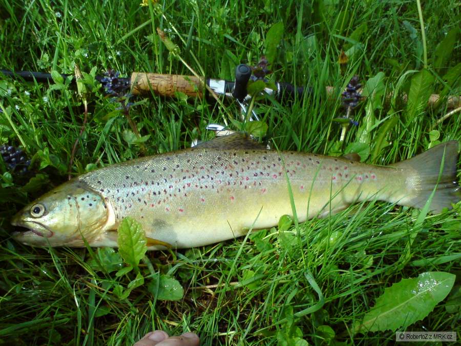 Potočák 42cm