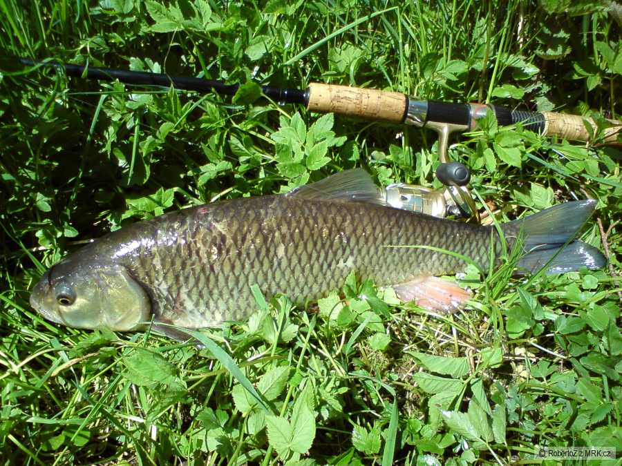 Jalec 46cm
