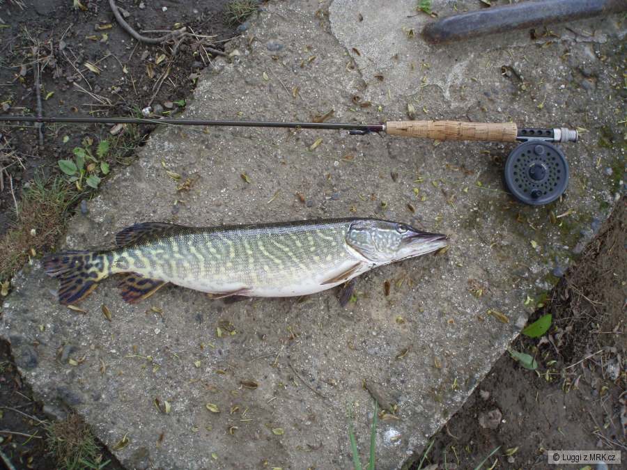 Štika 55cm