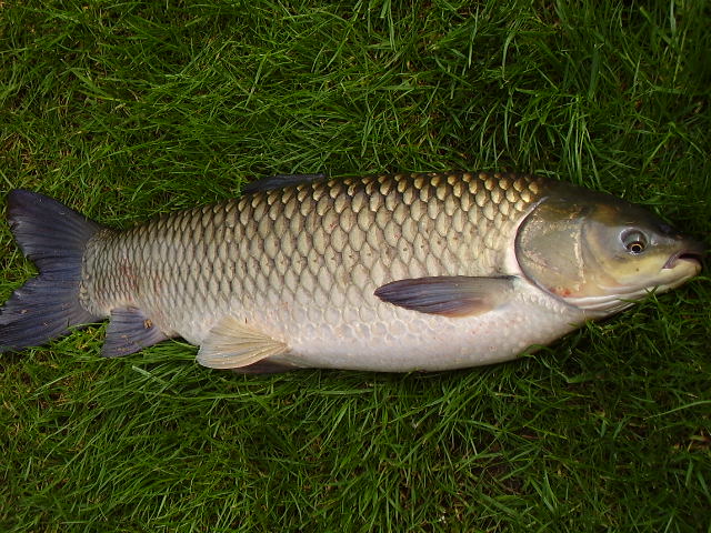 Bílá velryba