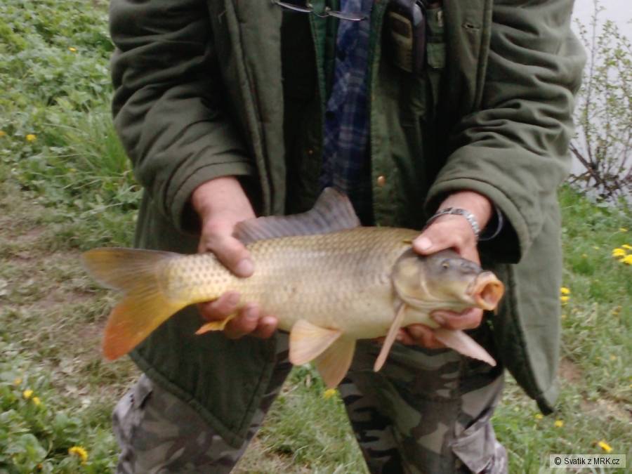 Kapřík 53 cm