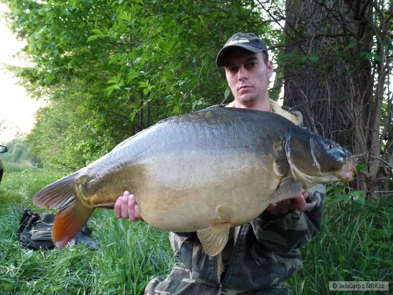 Lyson fishbanana v esenci banan