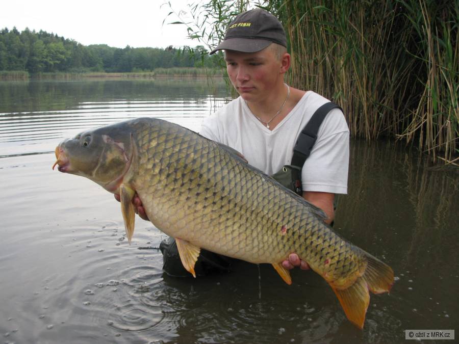 kapr ze září 2009