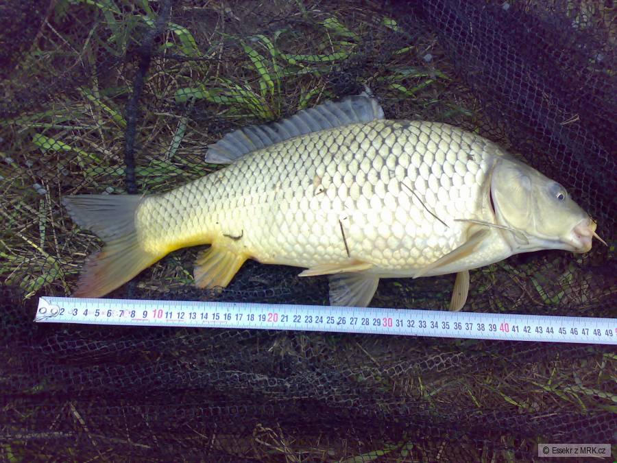 2,2kg kapr 48