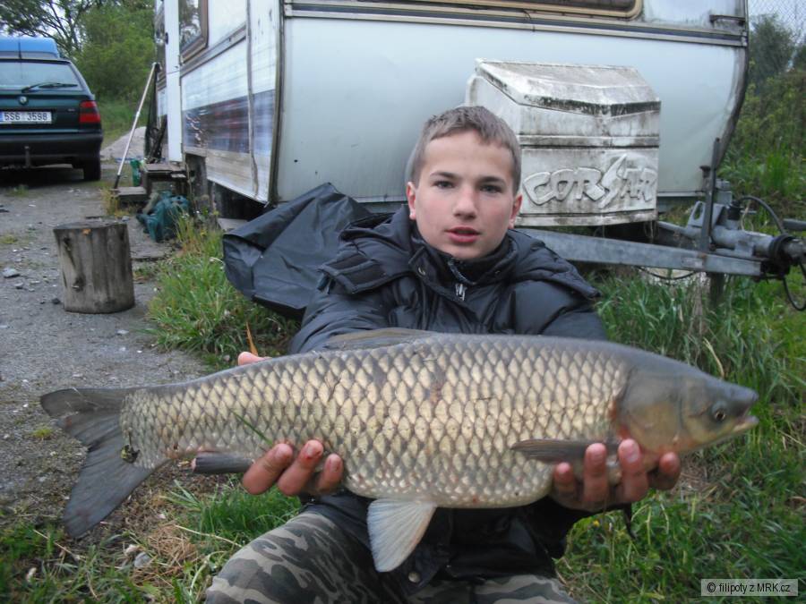 amur 61