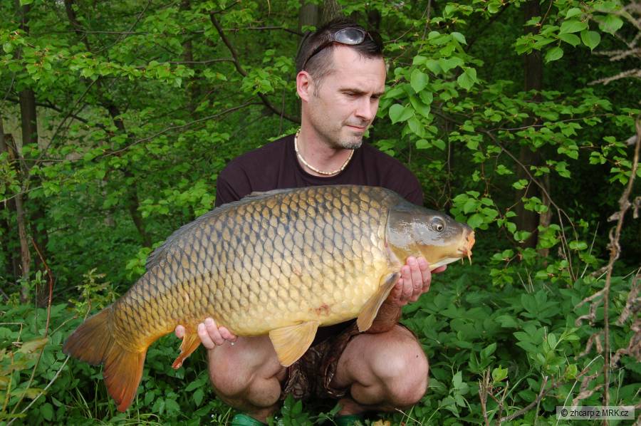 11.80 kg - 82 cm
