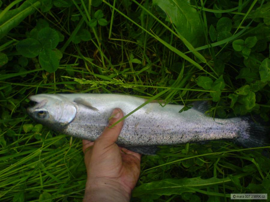 pstruh 40cm