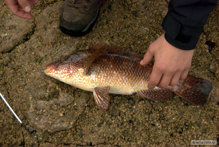 ballan wrasse