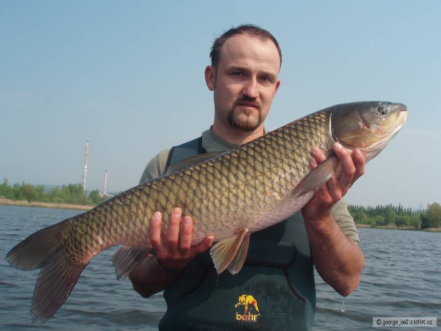 Amur 84cm - 8kg
